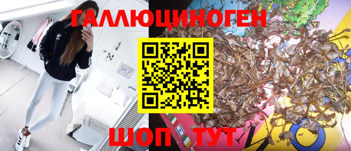 купить закладку  Псилоцибиновые грибы Psilocybe  Вход с VPN  Будённовск 