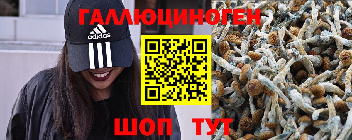 Псилоцибиновые грибы Psilocybe Будённовск